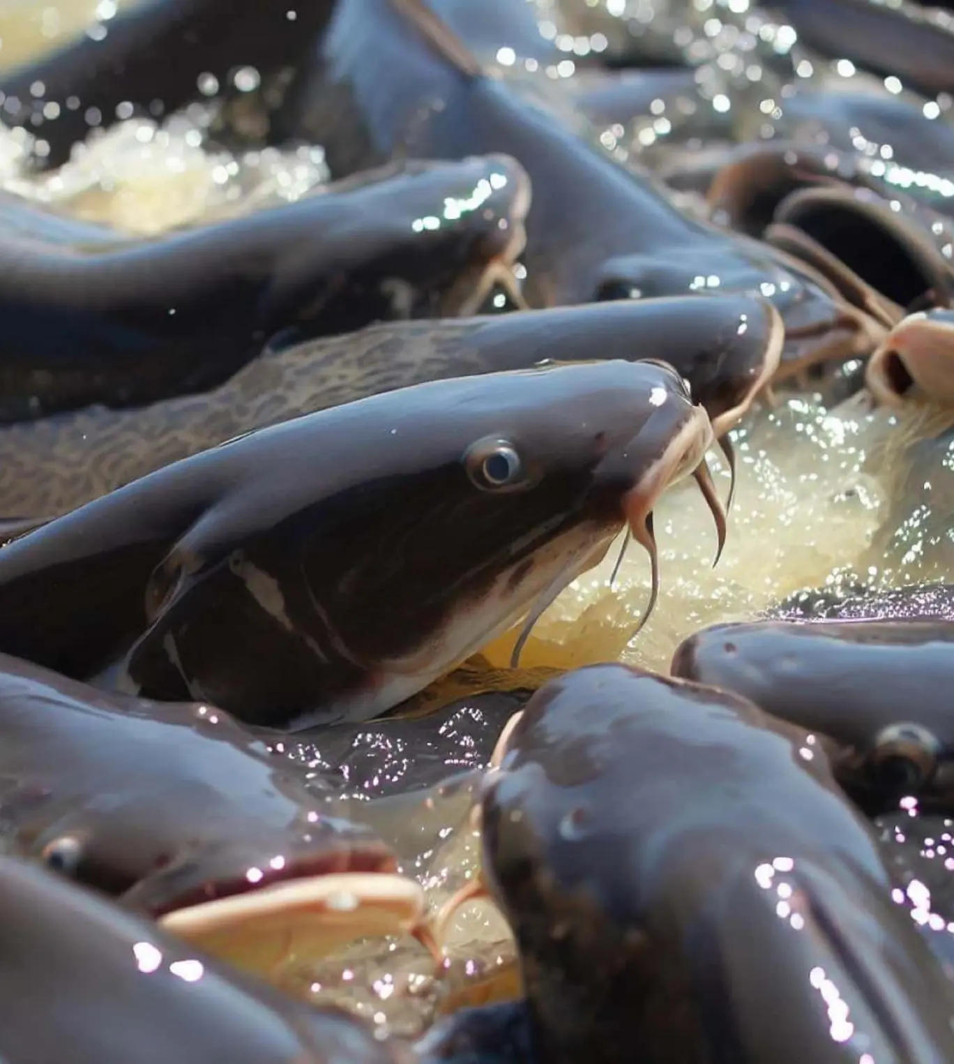 catfish image